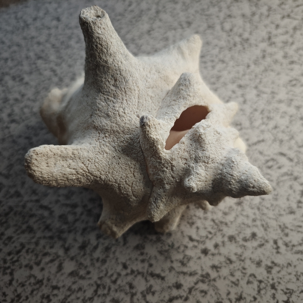 Natural Queen Conch Shell Decor